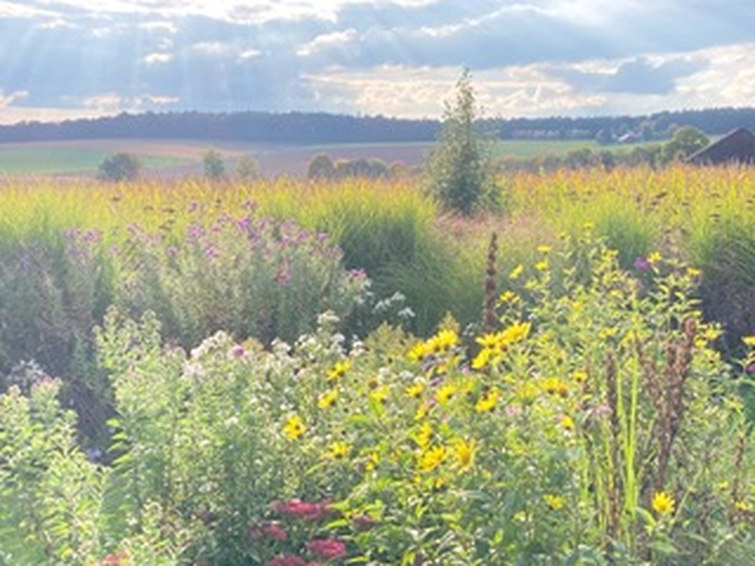 Garden and More - Florian Schiller - Garten - und Landschaftspflege - Blumenfeld